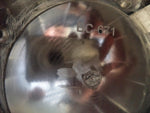 MB Motorsports Wheels Chrome Custom Wheel Center Cap # BC-671 (4 CAPS) TALL - Wheelcapking